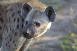 Hyena